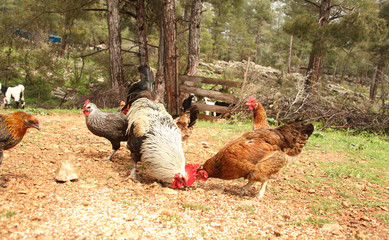 Free range chickens and roosters. Goat.