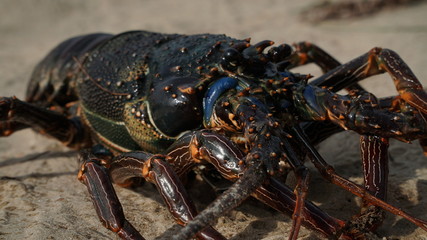 lobster on the beach