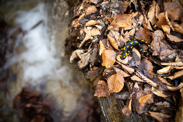 Adult fire salamander, salamandra salamandra, moving slowly near water stream in autumnal forest from above. Wild animal in water habitat with copy space.