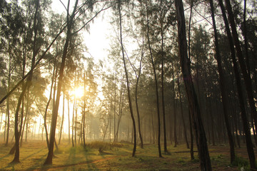 sunrise in the forest.