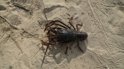 lobster on the beach