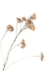 Motyl na roślinie © Barbara