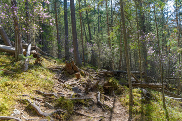 Dense forest, old trees covered with moss. Roots and stumps on the path.