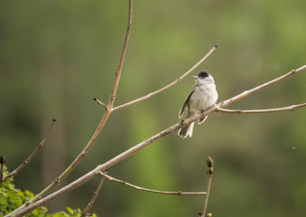 bird, natur, wild lebende tiere, ast, tier, baum, wild, bird, spatz, schnabel, fliegenschnäpper, sitzen