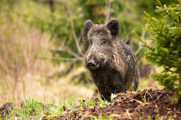 Adult wild boar, sus scrofa, observing the forest surroundings during the walk. Wet and dirty hog standing on the clearing and looking cute. Dreamy wild animal in the middle of the spring woodland.