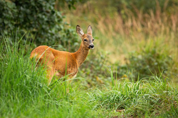 Naklejka na ściany i meble Bored female roe deer, capreolus capreolus, standing in tall vegetation, Slovakia, Europe. Still wild animal looking aside from back view in summer nature. Herbivore with elegant neck and orange fur.