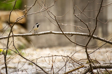 bird, natur, wild lebende tiere, ast, tier, baum, wild, bird,  schnabel, fliegenschnäpper, sitzen
