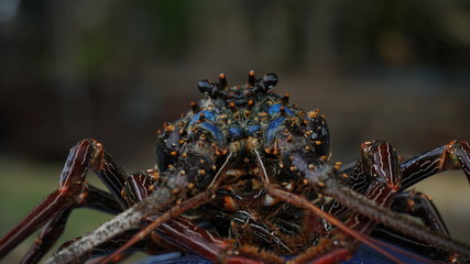 lobster on a blue background