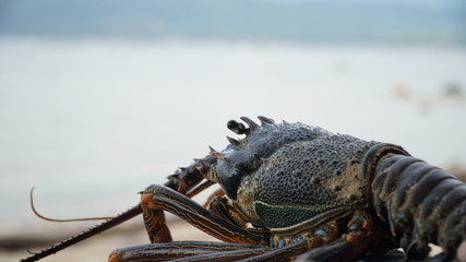 live lobster on a blue background