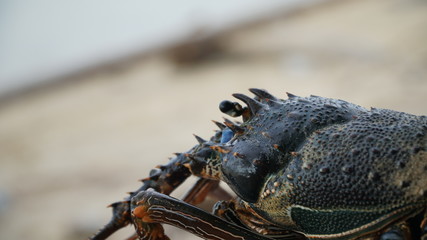 close up of a lobster