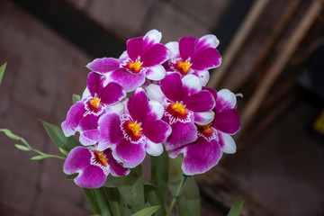 Colorful Orchids