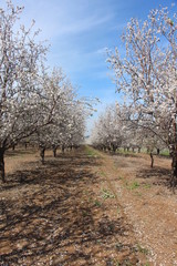 Obraz premium almond trees in Latrun