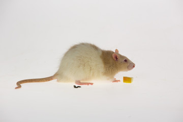 Decorative cute rat with red eyes isolated on a white background in studio. Close up