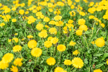 Fototapeta premium Yellow dandelions in a green field