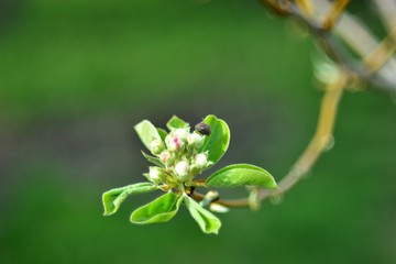 Bees and flowers on green plant stems in spring