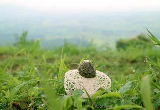 White Long Net Stinkhorn Mushroom or Bamboo Fungus on the Green Grass Field with Morning Dew