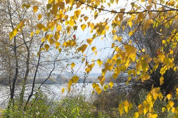 Leaves and trees on the river bank.