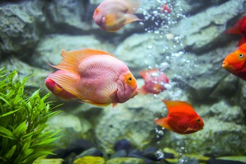 Red blood parrot fish in  Aquarium Thailand