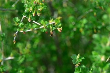 Bees and flowers on green plant stems in spring