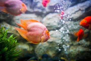 Red blood parrot fish in  Aquarium Thailand