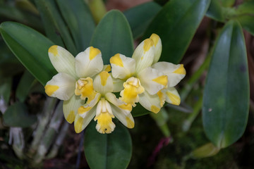 Colorful orchids in natural background