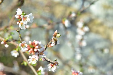 Bees and flowers on Japanese cherry trees in spring
