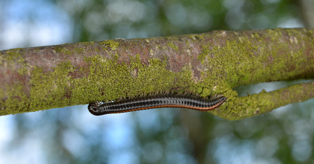 Krocionóg piaskowy © robert6666