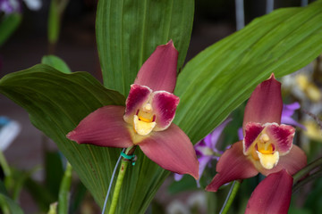 
Lycaste Geyser Golden natural background