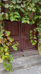 ivy on the wall. Details of ruined building in European city Odesa Ukraine