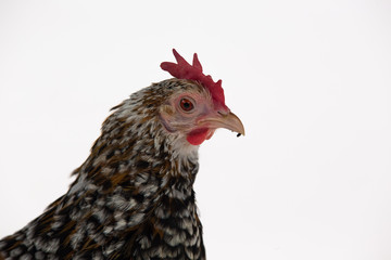 Hen Milfler isolated at white background in studio. Close up