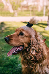 Portrait of Happy brown cute cocker spaniel puppy with grass bok
