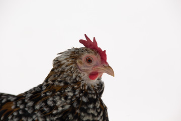 Hen Milfler isolated at white background in studio. Close up