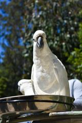 white cockatoo parrot