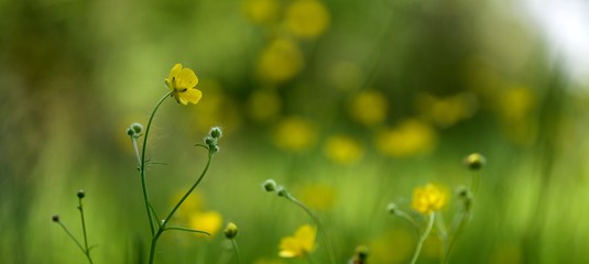 Bouton d'or sauvage dans la nature à la campagne dans un champ