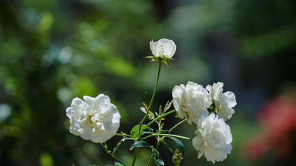 white rose on a green background