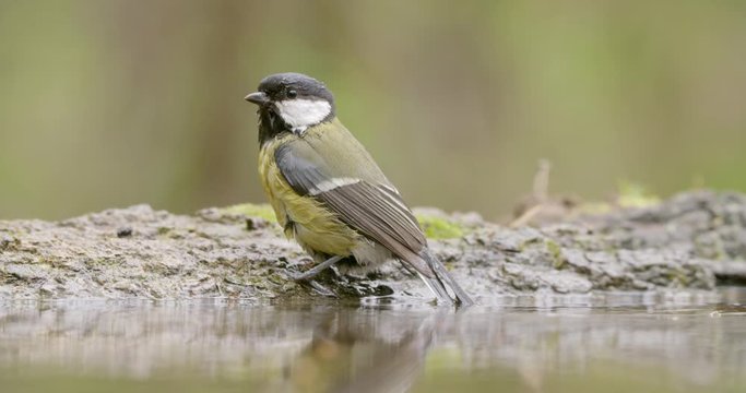 Lovely great tit, parus major, bathing and flying away in spring woods. Elegant bird standing on tree and diving into water in forest pool. Wild animal with yellow feathers.