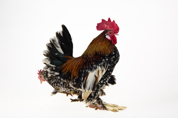 Rooster Milfler isolated at white background in studio. Close up