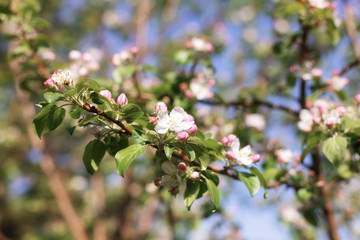 Large branch with white and pink apple tree flowers in full bloom towards clear blue sky in a garden in a sunny spring day, beautiful trees blossoms floral background