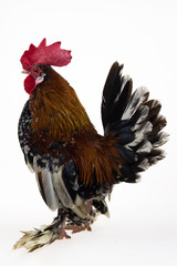 Rooster Milfler isolated at white background in studio. Close up