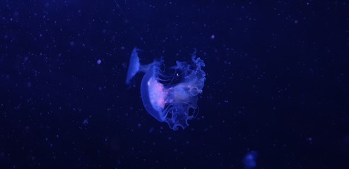 Obraz na płótnie Canvas Serene image - Small Jelly fish close up - Blue