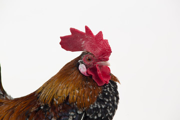 Rooster Milfler isolated at white background in studio. Close up