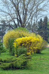 Obraz premium Forsythia blossomes