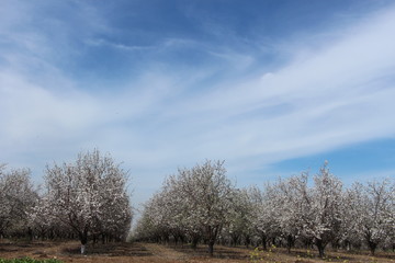 almond tree blossom