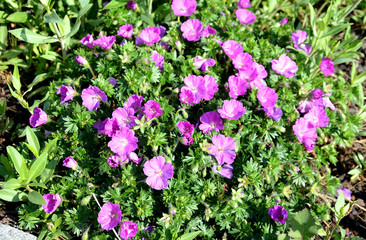  It has very large purple-pink flowers held on a tall, upright form of G.sanguineum.  We are...