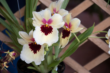 Colorful orchids in natural background