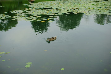 Duck swims in a pond among nenuphar plants