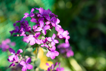Fototapeta premium Meadow geranium, wild purple flowers.