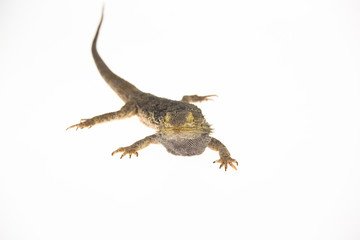 Lizards Bearded agama or Pogona vitticeps isolated at white background in studio. Close up