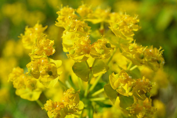 kwiaty żółte polne
