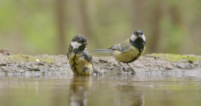 Pair of great tit, parus major, cleaning feathers and bathing on waterside of pond in spring. Two passerine birds standing in water and splashing with green blurred background.
